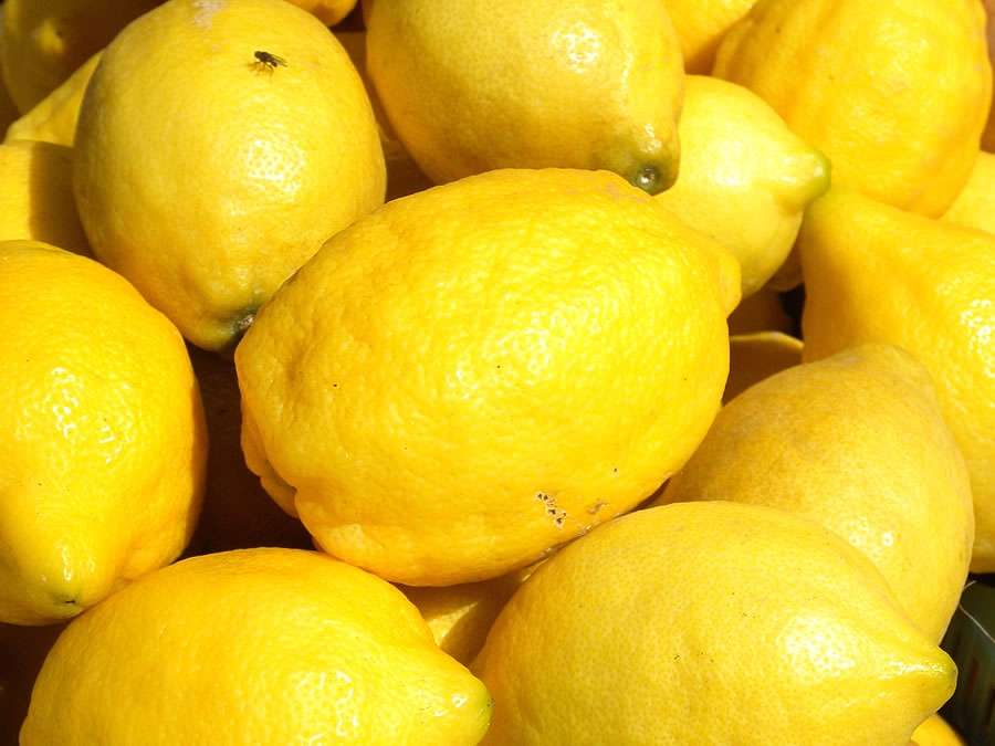 Lemons of Menton