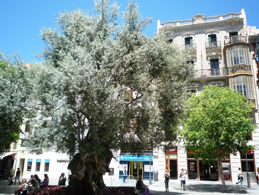 olivenbäume korschenbroich Olivenbaum – Olea europaea 'Hojiblanca' (Netz) (Colosso) (F22) – Blupf by  Kitzinger