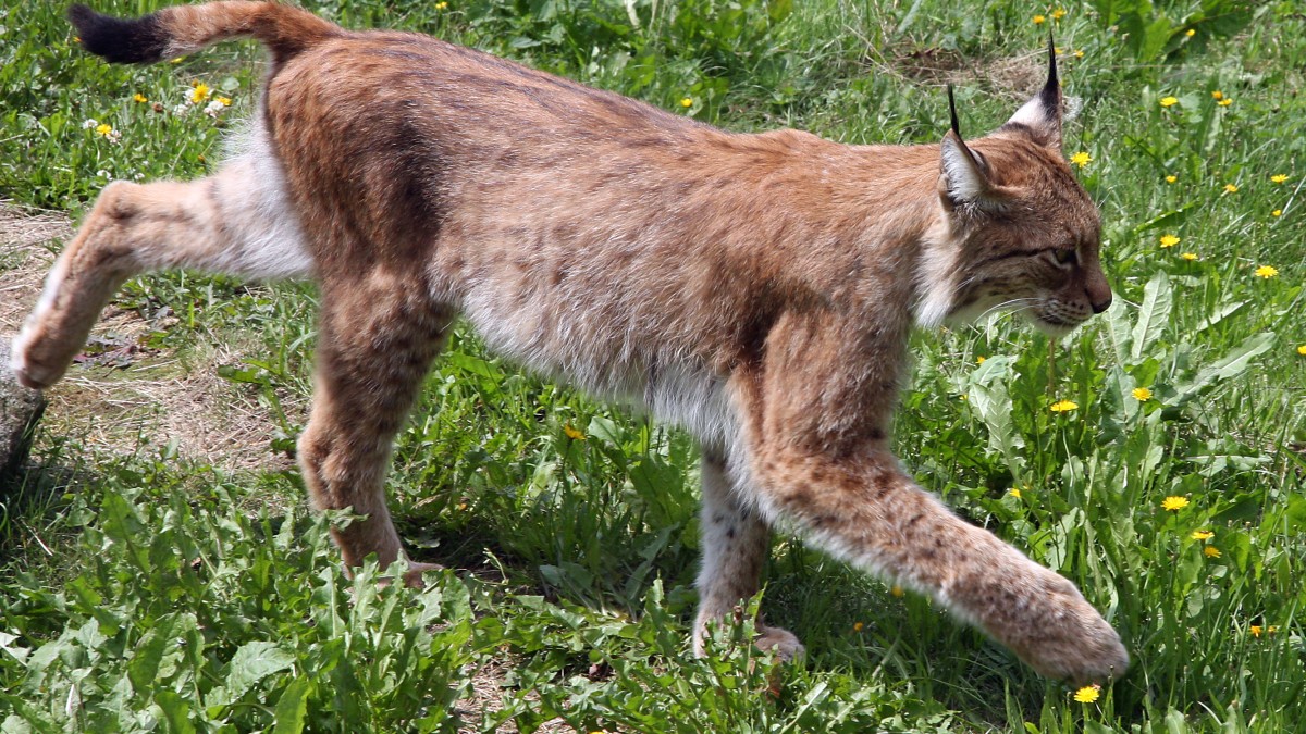 Alpine Wildlife Notes: Eurasian Lynx - White Marmotte