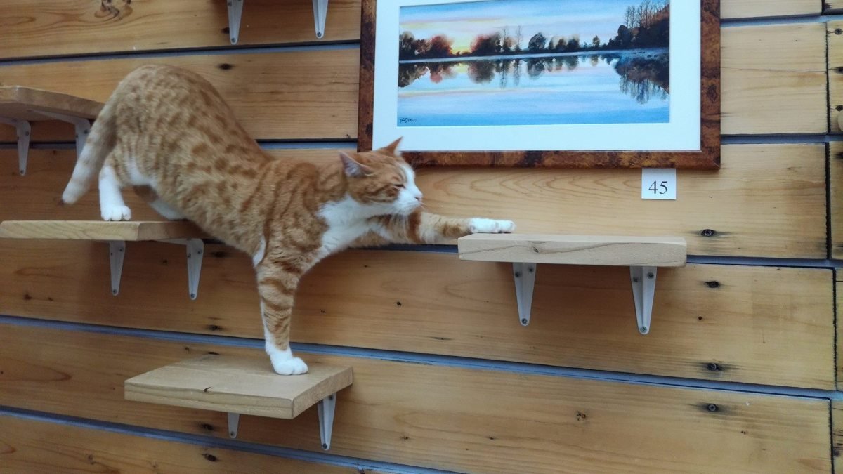 La Compagnie des Chats Cafe, Avignon | SeeProvence.com