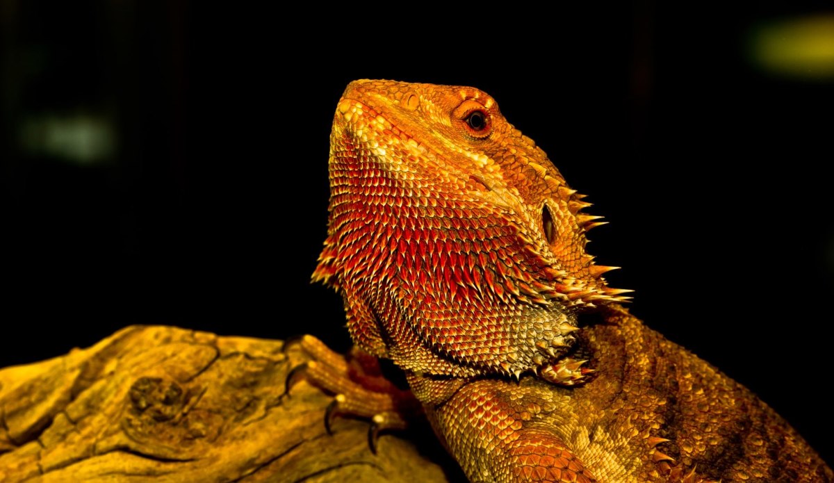 Reptiland Animal Park, Martel
