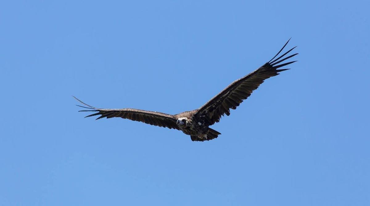 Mallorcan Black Vultures no longer endangered