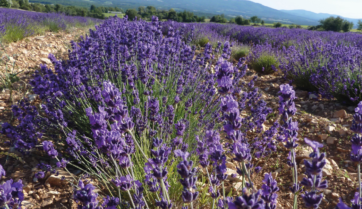 Aroma Plantes lavender farm & distillery, Sault