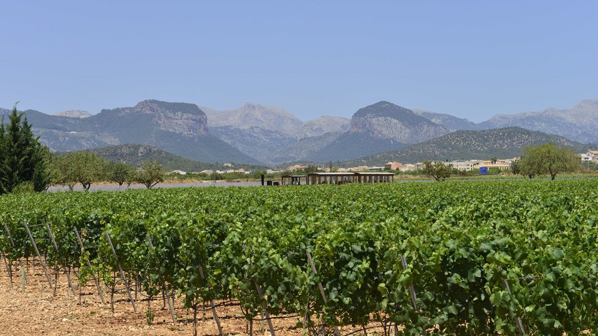 Wine in Mallorca (Majorca)