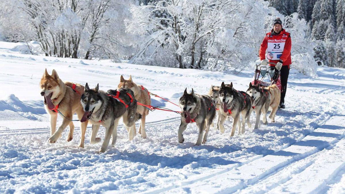 Husky dogs and musher, international dog sled race, La Grande Odyssee  Savoie Mont Blanc, Haute-Savoie, France, Europe Stock Photo - Alamy