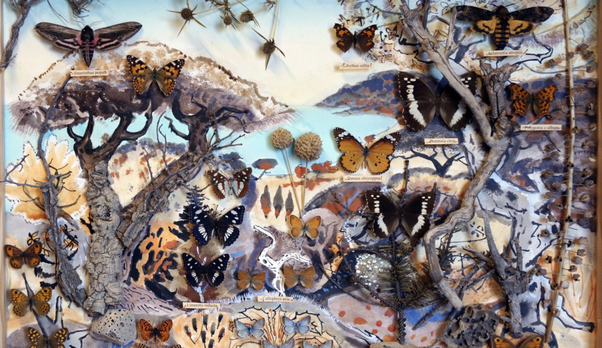 House of Butterflies