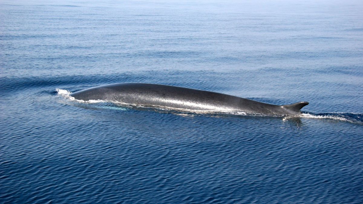 Beaulieu-sur-Mer Whale & Dolphin Watching Boat Trip | SeeMonaco.com