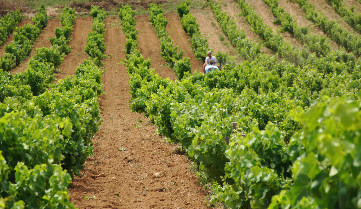Domaine Du Banneret Vineyard Chateauneuf Du Pape Seeprovence Com